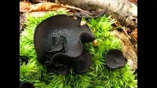 Pseudoplectania nigrella