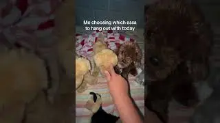 #essa #blowthisaccountup #cute #dogs #cat #stuffedanimals #emotionalsupport