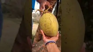 Coconut harvest, Coconut water,organic farming,delicious fruit, #fruit #coconut #nature #farming