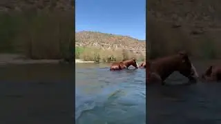 While tubing down the Salt River in AZ , we had to share the river with these beautiful animals !
