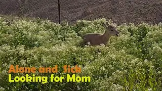 Watch to see how lonely is this little wild baby left by her mom
