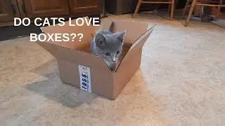 Cats Love Boxes | Cats Playing In A Box | Funny Cats Videos 2019