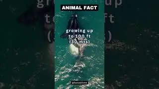 Can you believe this about world's largest animal?🐋 Share your thoughts! #shorts #amazingfacts