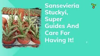 Sansevieria Stuckyi, Superb Guides And Care About This Plant (2021)