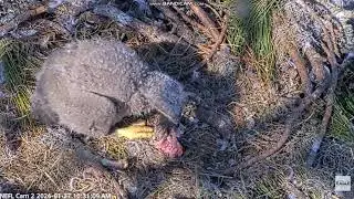 Bielik amerykański NEFL Eagle Nest - Gabby karmi NE32, NE33 sam skubie, potem mama karmi 2026 01 27