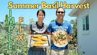 Growing, Harvesting, and Using Basil 🌿 &mdash; Basil Butter Corn 🌽 and Three Cup Mushroom 🍄