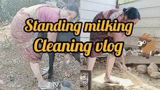 Standing goat milking 🐐 with cleaning vlog 😊