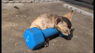 Grumpy Dad Wakes Kitten Up Full Video