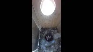 #Birdfy #BirdfyLive Blue tit live stream nest eggs hatching