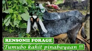 UNEXPECTED | Rensonii tumubo kahit napabayaan ng 9mos | Forage for our newly-acquired Anglo-Nubians