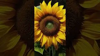 Bloom into Calm: 60 Seconds of Floral Art Therapy 🌼
