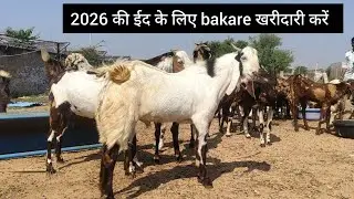 @village goat farm.9680010406--8824951990₹15000@How to start sheep/farming | (@India's largest sheep