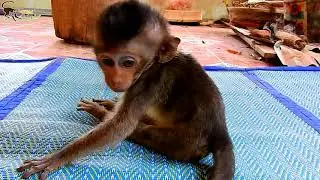 Pity Baby Monkey Lori, It's Can Sit But Can't Walk, Really Very Worry.