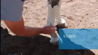 Cool as Clay poultice for Horses by TRM from Amacron Equine