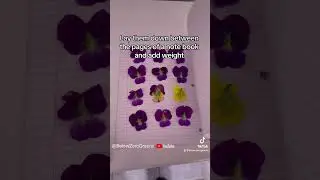 Drying some indoor viola flowers #edibleflower #indoorgarden #hydroponics