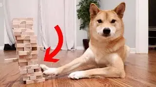 DOG KNOWS HOW TO PLAY JENGA!