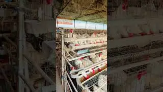 Egg poultry farm 🐔🐣#layerpoultryfarm #murgifarm #murgifarming