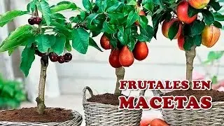 7 Cuidados Clave para Cultivar Árboles Frutales en Maceta