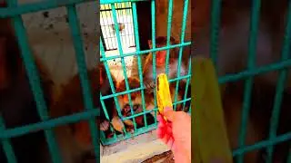 monkey steals  Banana  #shorts #funny #monkey