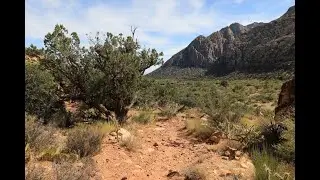 Willow Springs Loop