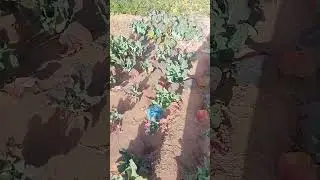 Saudi Arab ki kheti