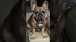 28 paws and a pig. They're my best friends! #lucky #luck #puppy #frenchbulldog #frenchie #pig #lab