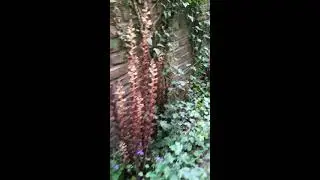 Klimopbremraap (Orobanche hederae)