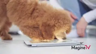 Tierisches Fernsehvergn&uuml;gen mit Magine TV