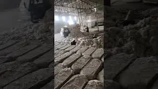Afghani Raw Cotton Pakistani Raw Cotton | Cotton Market Update #rawcotton#pakistaniccotton#shorts