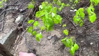 poison oak jungle