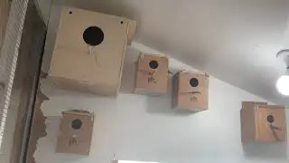 Lady Gouldian Finch Colony Breeding 2019