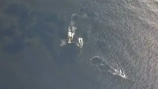 Whales of Kehei