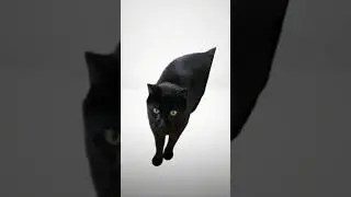 Rock💀 #trending #trend #trendingshorts #cute #cat #rock #name #foryou #fypシ #fyp #foru #viral