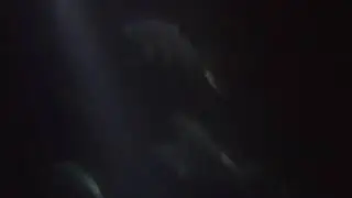 Tarpon in the lights at night