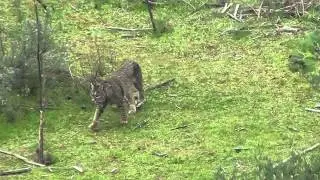 DIEZ LINCES IBÉRICOS EN LIBERTAD
