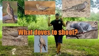 Dove season 2022 [Bird Identification]