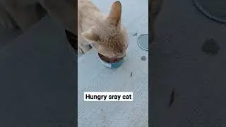 stray cat eating tuna