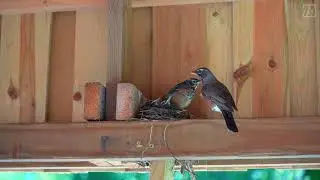 Robin Parenthood: Feeding Time in the Nest!   #4k #fyp #RobinBird