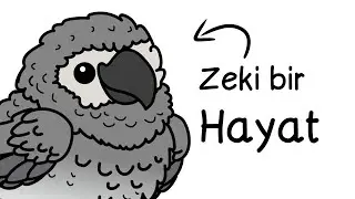 Eğer Bir Jako Papağanı Olarak Doğsaydın?