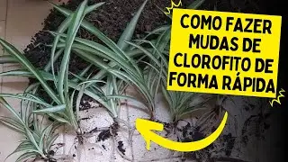 COMO PRODUZIR MUDAS DE CLOROFITO (Multiplique sua planta)