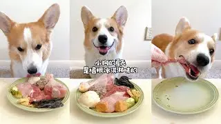 Corgi's Raw Feeding Meal | Bacon Ice Cream for Dog! Very Creamy!!!