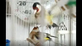 Doble Pisada del Jilguero a la Jilguera