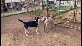 Astrid and friends, available to adopt, Bradshaw animal shelter, Sacramento CA 