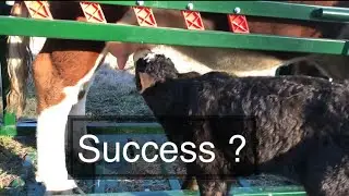 Convincing a Cow to Accept its Calf,  Day 2