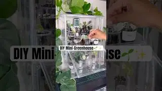 DIY Mini-Greenhouse🌱✨ #alocasia #minigreenhouse #plantdad #humidity #corm #plants #rareplants