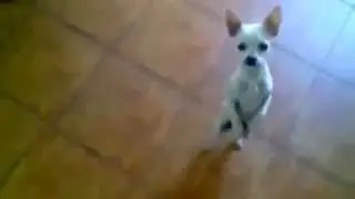 Funny Dog Skills And Etc