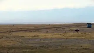 ostrich mating pair - female catches up