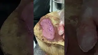 How Street Vendors Prepare Pork Kidney &ndash; Full Knife Work & Serving Workflow | Livestream Preview
