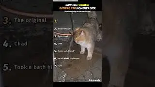 Ranking FUNNIEST BATHING CAR MOMENTS EVER #tiktok #funny #usa