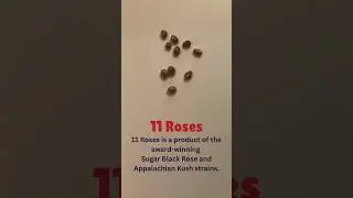 High Peak Seeds | Strain Overview - 11 Roses, Feminized Cannabis Seeds